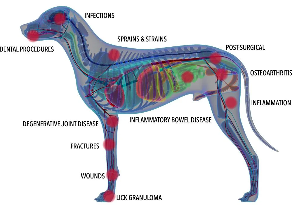 Triangel Laseev Pain Treatment Factory Offer Laser Therapy Veterinary Rehabilitation Equipment for Injuries, Trauma, Wounds Healing